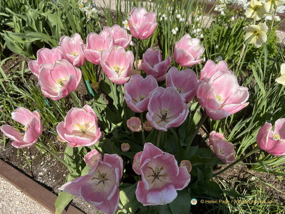 Keukenhof IMG 6023 (285 visits) Keukenhof IMG 6023