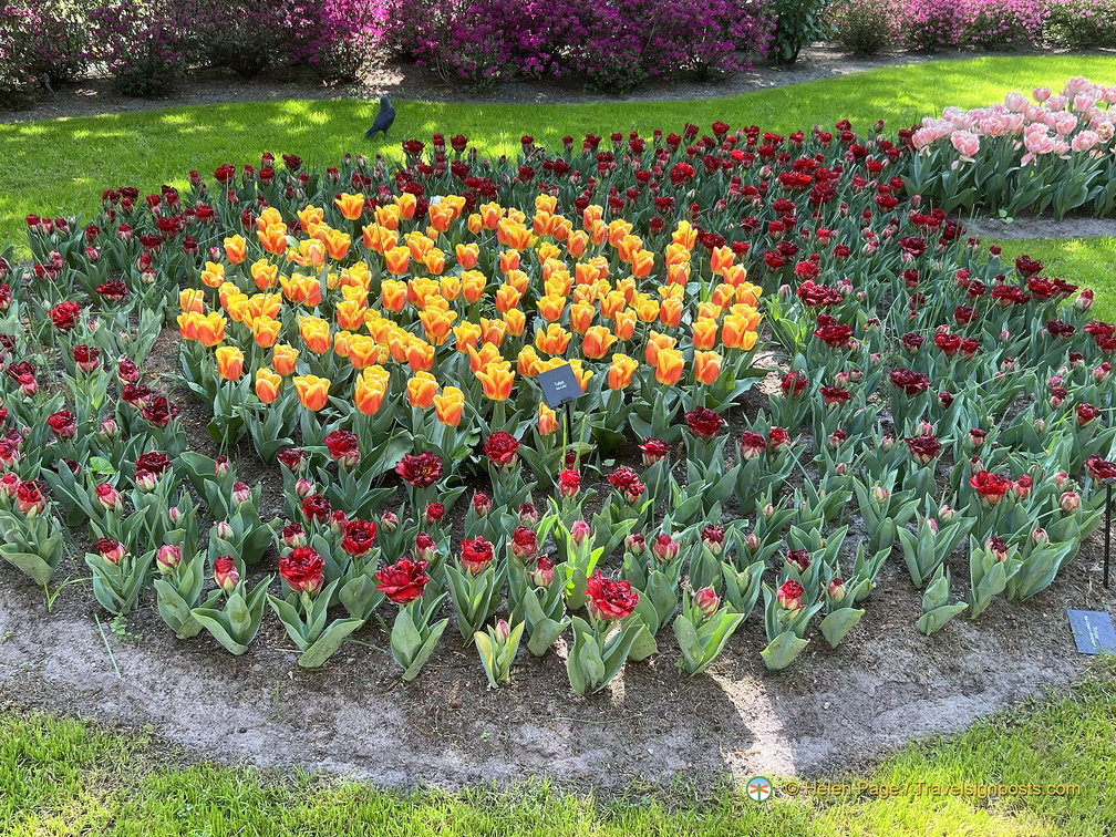 Keukenhof IMG 6028 (297 visites) Keukenhof IMG 6028