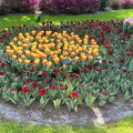 Keukenhof IMG 6028 (297 visits) Keukenhof IMG 6028