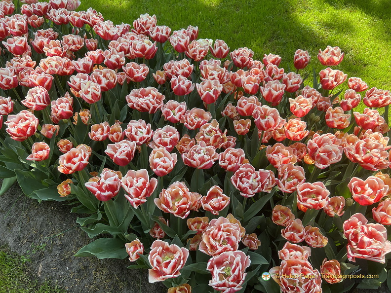 Keukenhof IMG 6030
