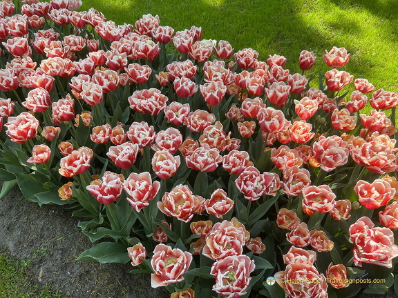 Keukenhof IMG 6030 (270 visits) Keukenhof IMG 6030