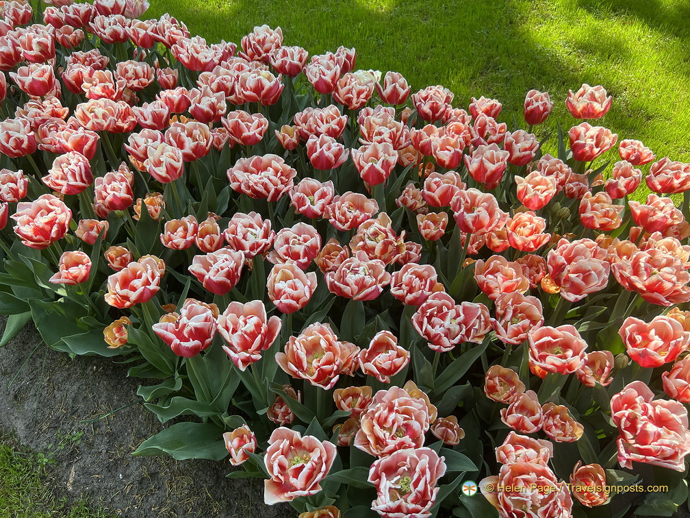 Keukenhof IMG 6031 (280 visites) Keukenhof IMG 6031