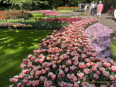 Keukenhof IMG 6032