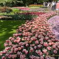 Keukenhof IMG 6032 (297 visits) Keukenhof IMG 6032