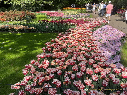 Keukenhof IMG 6032