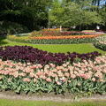 Keukenhof IMG 6033 (296 visits) Keukenhof IMG 6033