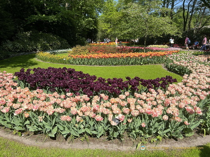 Keukenhof IMG 6033