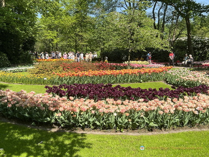 Keukenhof IMG 6034