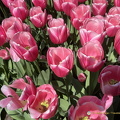 Keukenhof IMG 6036 (280 visits) Keukenhof IMG 6036