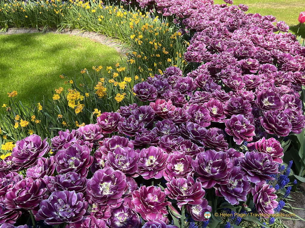Keukenhof IMG 6037