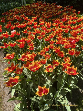 Keukenhof IMG 6046 (326 visits) Keukenhof IMG 6046