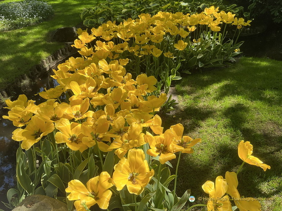 Keukenhof IMG 6051 (313 visits) Keukenhof IMG 6051