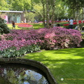 Keukenhof IMG 6054 (321 visits) Keukenhof IMG 6054