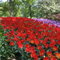 Keukenhof IMG 6057 (296 visingar) Keukenhof IMG 6057