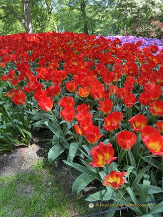 Keukenhof IMG 6058