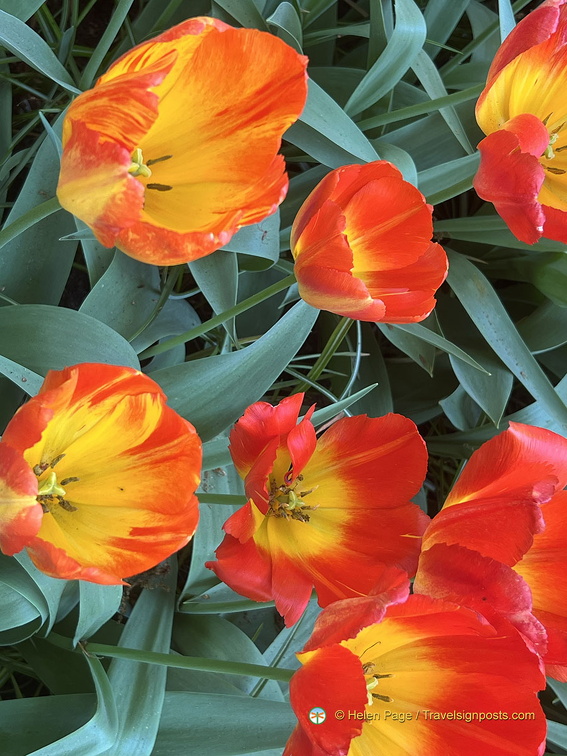 Keukenhof IMG 6059 (281 visits) Keukenhof IMG 6059