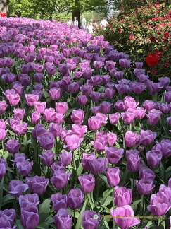 Keukenhof IMG 6060