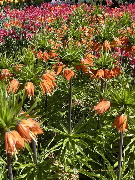 Keukenhof IMG 6064