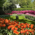Keukenhof IMG 6065