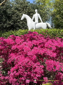 Keukenhof IMG 6066