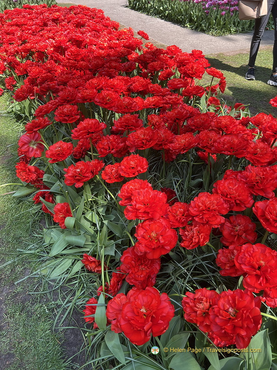 Keukenhof IMG 6077 (271 visits) Keukenhof IMG 6077