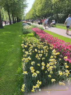 Keukenhof IMG 6078