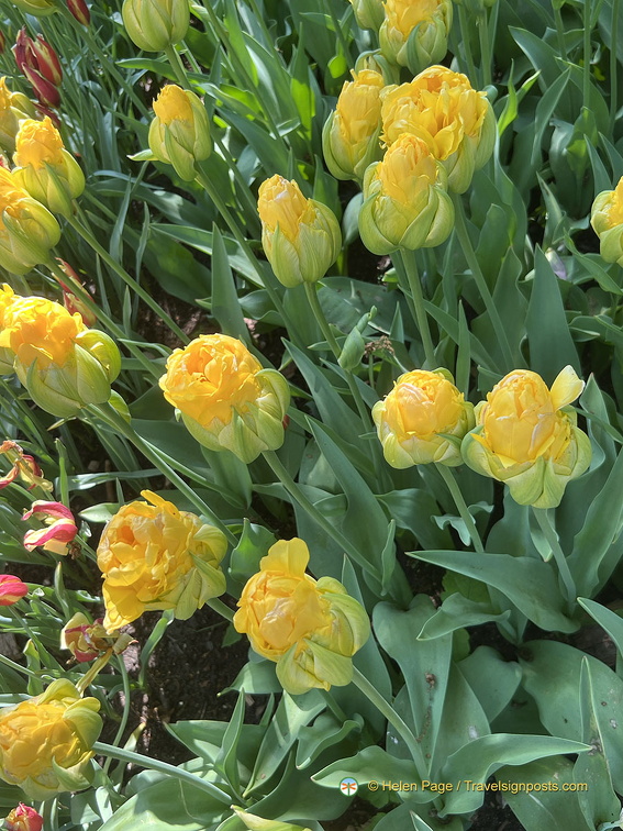 Keukenhof IMG 6079 (273 visits) Keukenhof IMG 6079