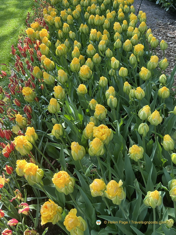 Keukenhof IMG 6080 (272 visits) Keukenhof IMG 6080