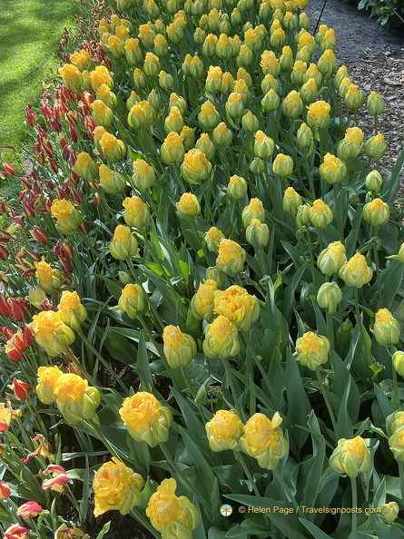 Keukenhof IMG 6080 (272 odwiedzin) Keukenhof IMG 6080