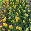 Keukenhof IMG 6080