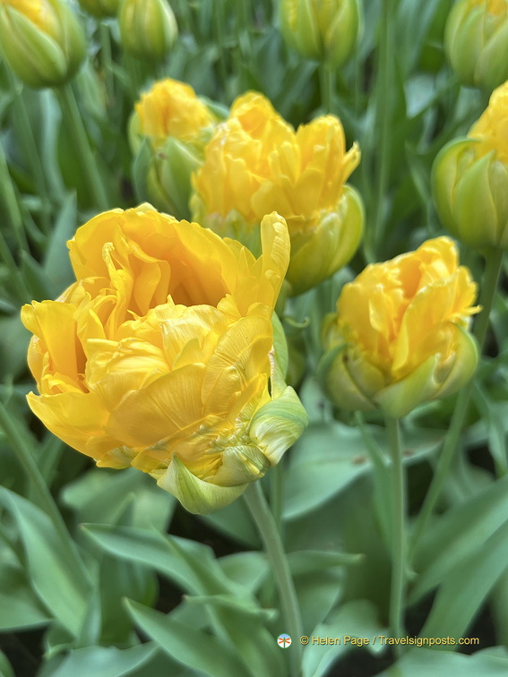 Keukenhof IMG 6081 (266 visits) Keukenhof IMG 6081