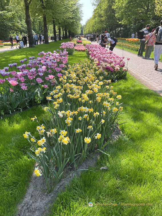 Keukenhof IMG 6082 (264 visits) Keukenhof IMG 6082