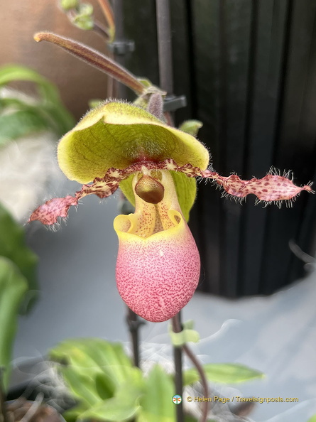 Keukenhof IMG 6083 (285 odwiedzin) Keukenhof IMG 6083