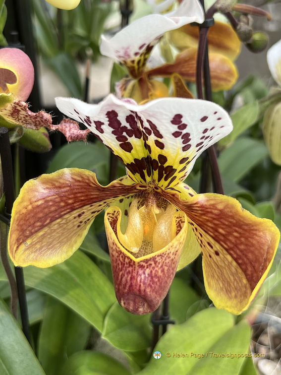 Keukenhof IMG 6084 (285 visits) Keukenhof IMG 6084