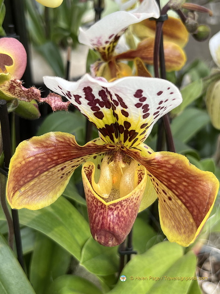 Keukenhof IMG 6084 (285 odwiedzin) Keukenhof IMG 6084