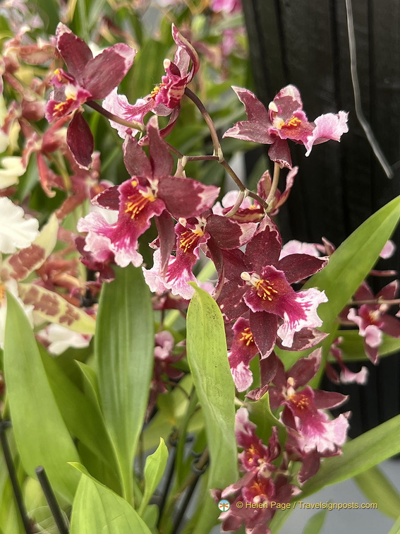 Keukenhof IMG 6085 (270 visits) Keukenhof IMG 6085