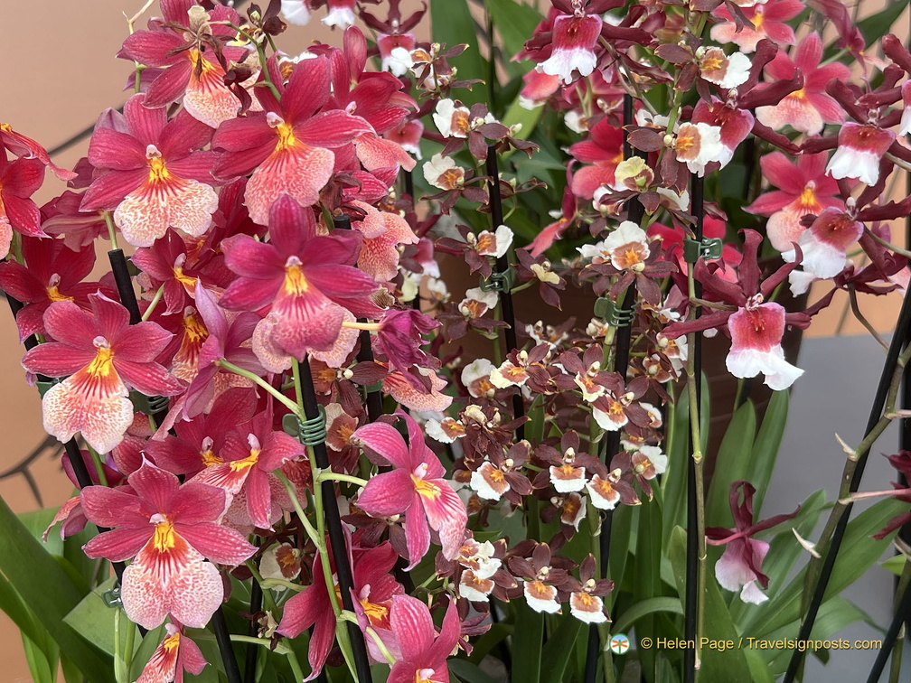 Keukenhof IMG 6086 (270 visits) Keukenhof IMG 6086