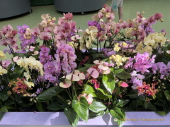 Keukenhof IMG 6089