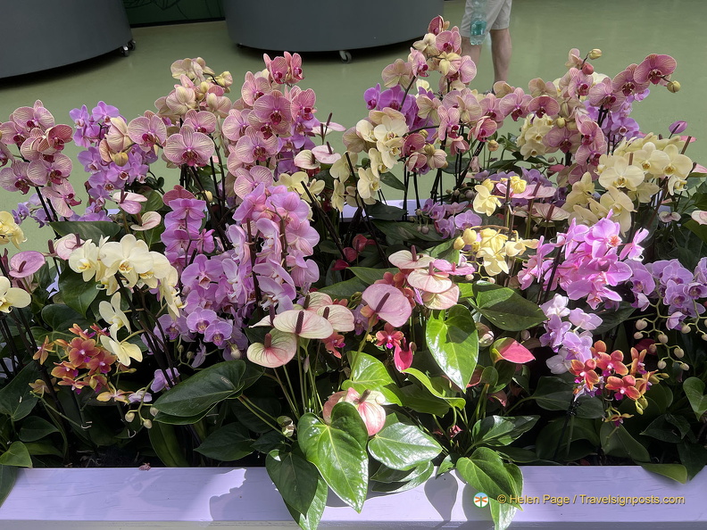 Keukenhof IMG 6089 (278 odwiedzin) Keukenhof IMG 6089