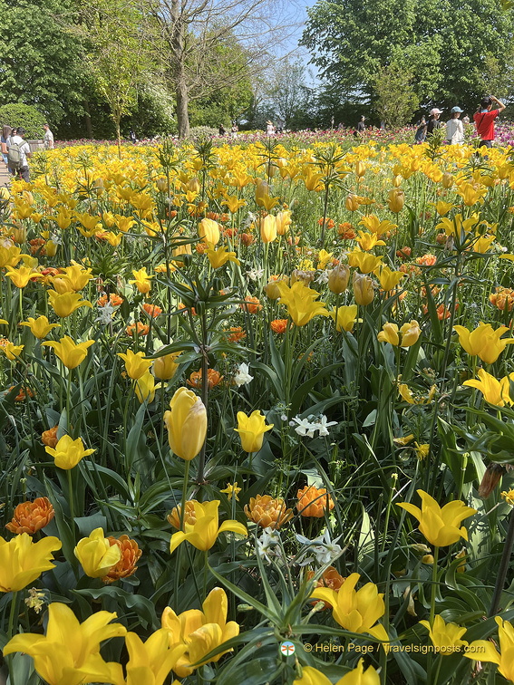 Keukenhof IMG 6101 (256 visits) Keukenhof IMG 6101