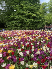 Keukenhof IMG 6107