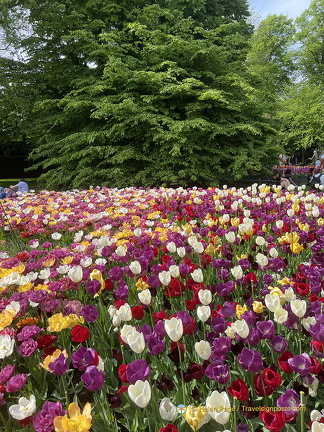 Keukenhof IMG 6107