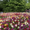 Keukenhof IMG 6107