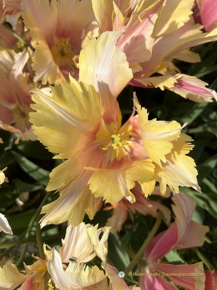 Keukenhof IMG 6108 (254 visits) Keukenhof IMG 6108