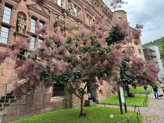 Heidelberg IMG 1370 (295 visits) Heidelberg IMG 1370