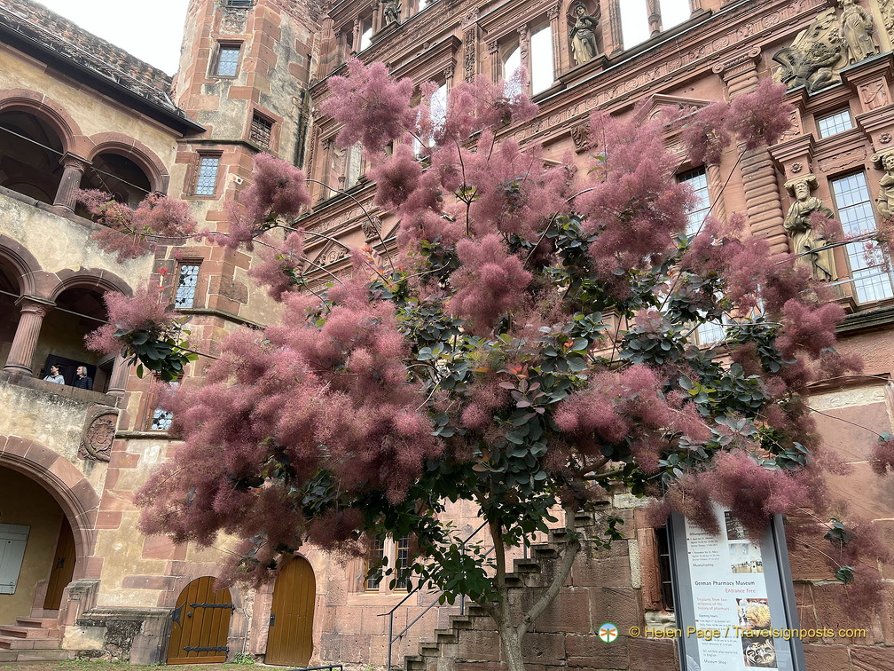Heidelberg IMG 7328