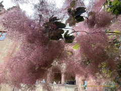 Heidelberg IMG 7329