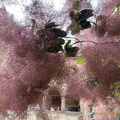 Heidelberg IMG 7329
