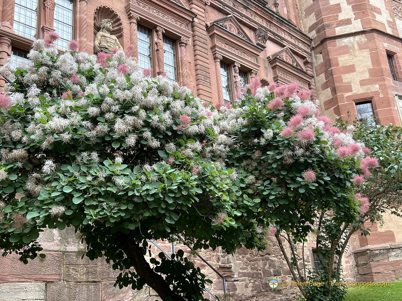 Heidelberg IMG 7332 (283 bisita) Heidelberg IMG 7332