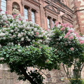 Heidelberg IMG 7332